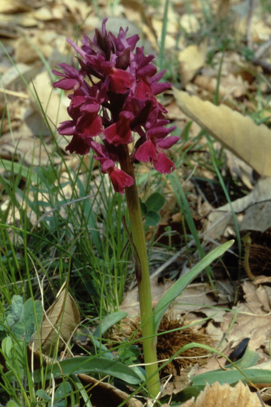 Orchidee in una villa vicino a Piediluco (Terni)